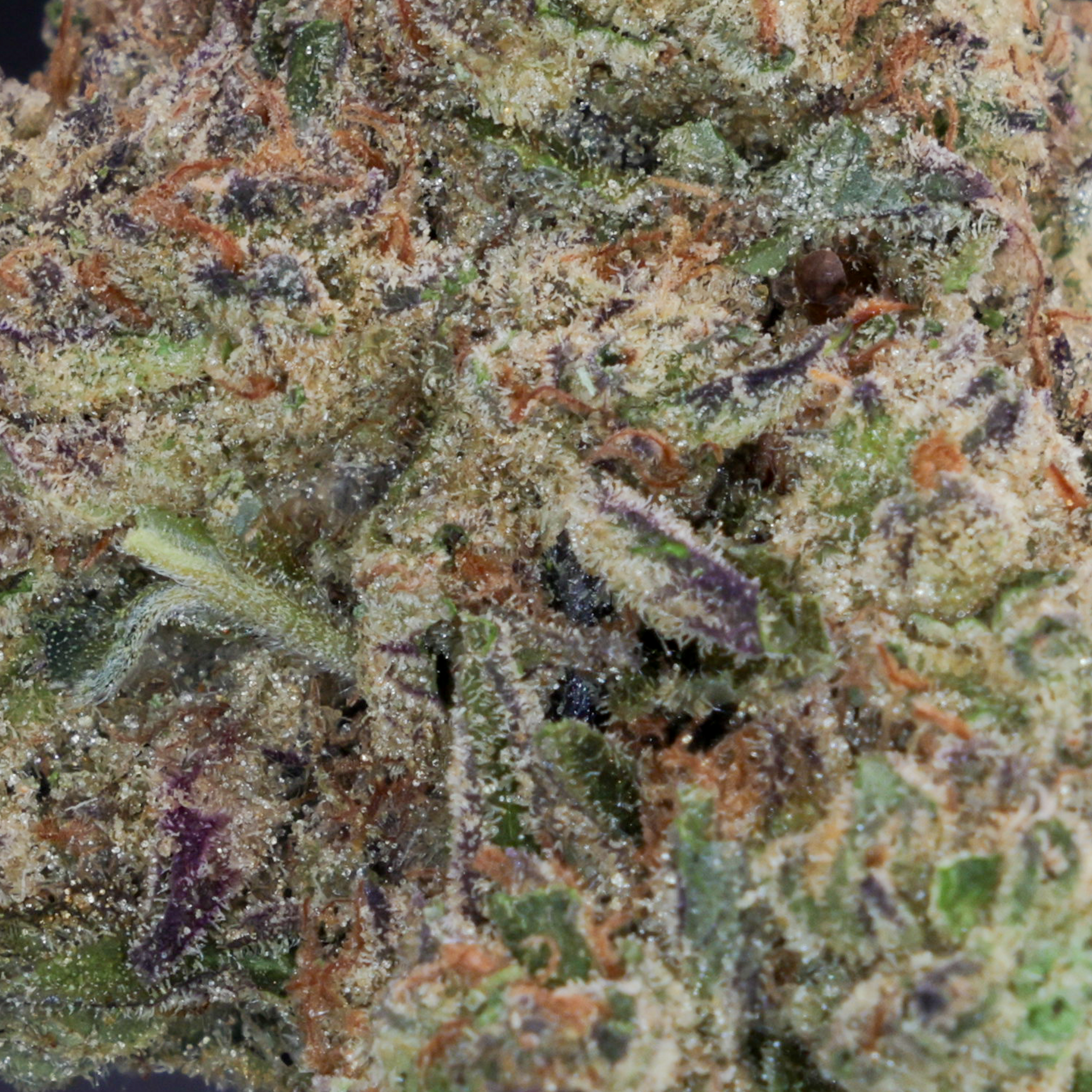 Premium - Placeholder