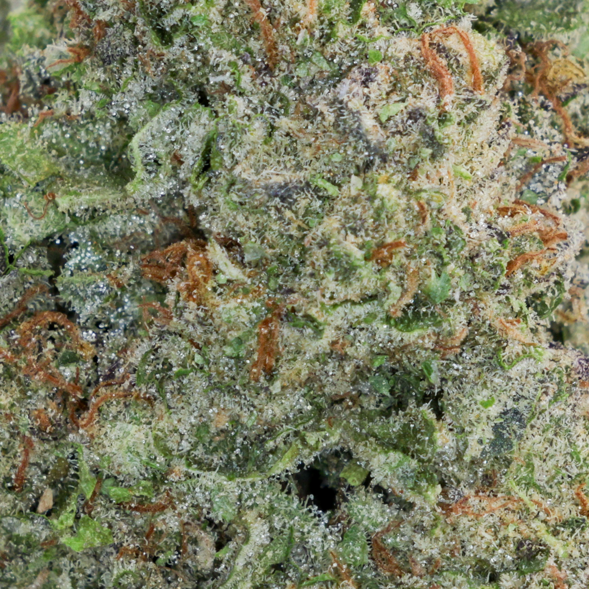 Exotic - Placeholder