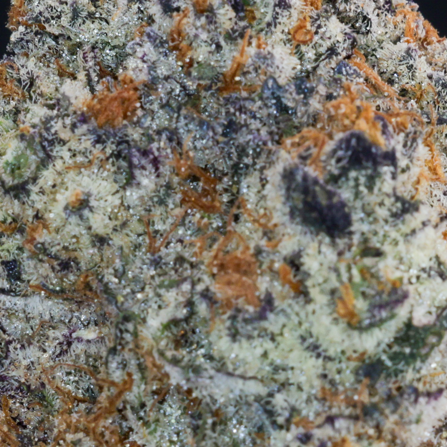 Connoisseur - Placeholder